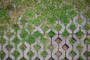 yeşil çim ile parkta çimento blok