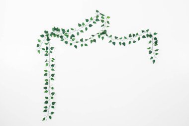 beyaz bir arka planda sarmaşık şube