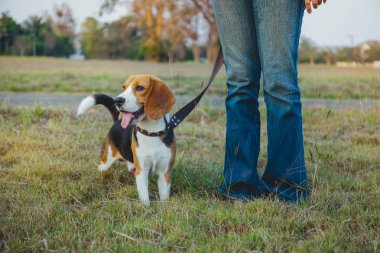 Beagle yürüyüş parkta uzun yol