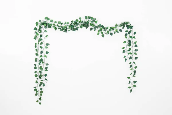 Branch Ivy White Background — Stock Photo, Image