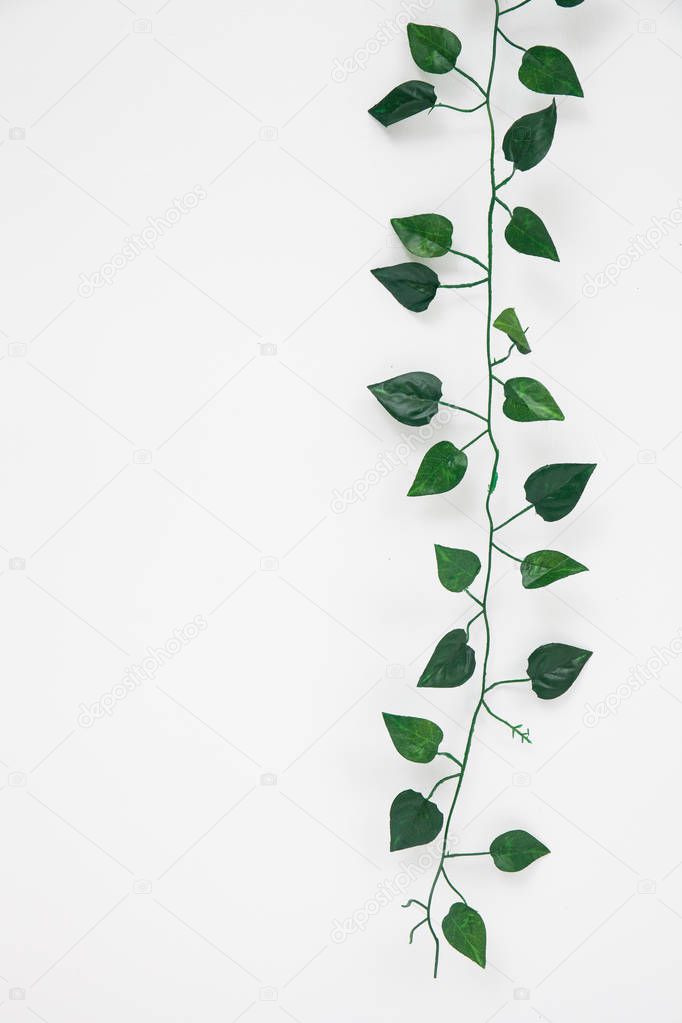 branch of ivy on a white background