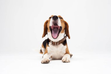 Beagle köpek yavrusu, beyaz arka plan önünde esneme