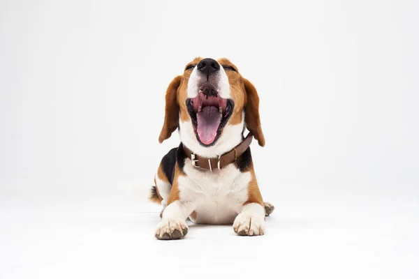 Cachorro Beagle, bostezando delante de fondo blanco — Foto de Stock