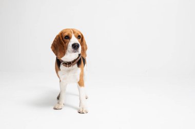Beyaz arka planda izole edilmiş av köpeği.