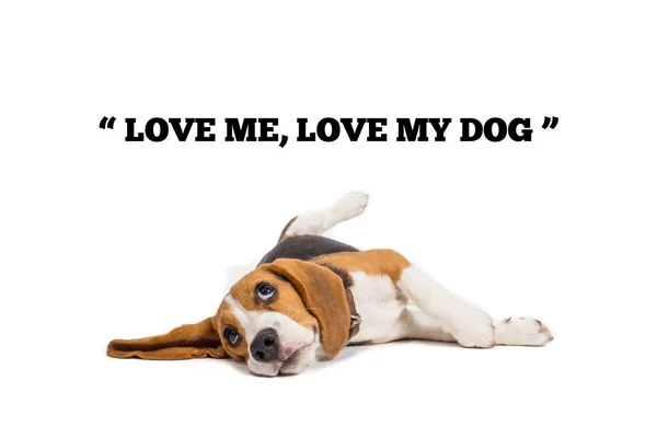 Anjing beagle dengan kata-kata di latar belakang putih — Stok Foto