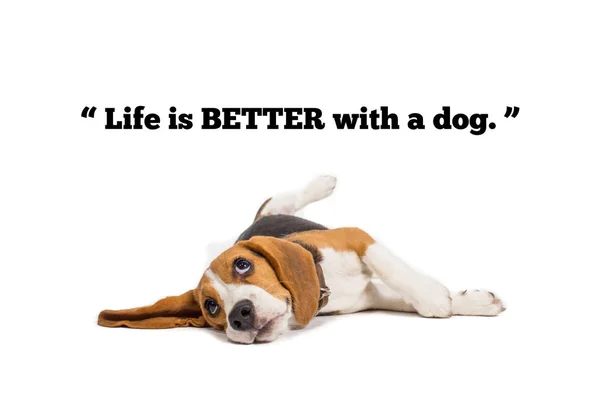 Cão beagle com palavras sobre fundo branco — Fotografia de Stock