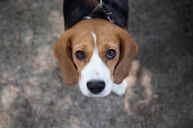 Beagle köpek bir yerde ayakta