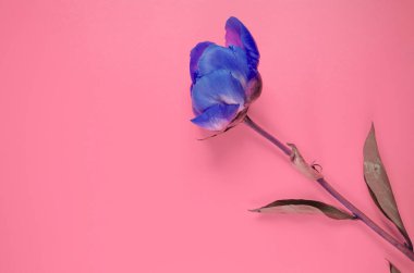 Pembe arka planda mavi çiçek ve fotokopi alanı. Tek çiçekli tomurcuk düzlüğü.