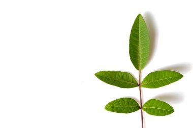 Yeşil yapraklar beyaz arkaplanda izole edilmiş, yakın plan, kırpma yolu