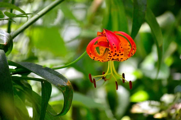 Örümcek lily çiçek çiçeklenme yaz