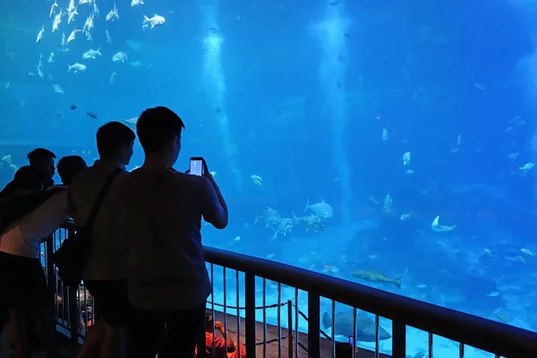 Singapur Října 2018 Neznámí Návštěvníci Akváriu Singapur Největší Akvárium Asii — Stock fotografie