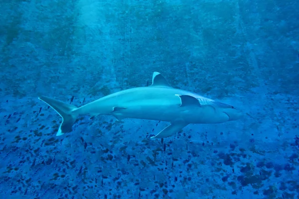Cerca Del Tiburón Grande Acuario —  Fotos de Stock