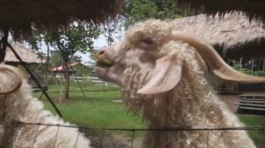 Napier veya fil ototu yiyen keçiler 