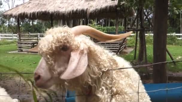 吃纳皮尔或象草的山羊 — 图库视频影像