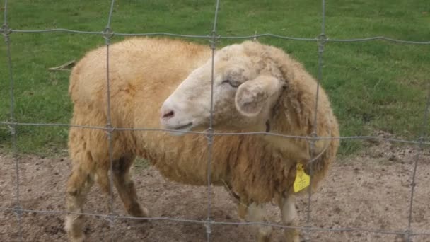 Cabra Pie Una Granja — Vídeos de Stock