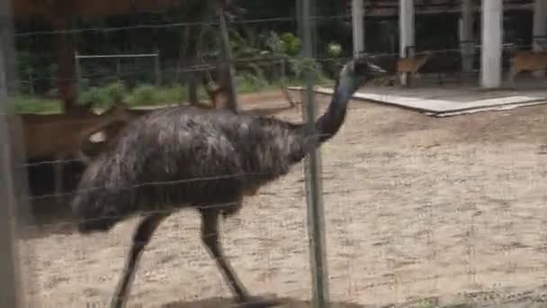Ostrich Bird Walking Farm — Stock Video