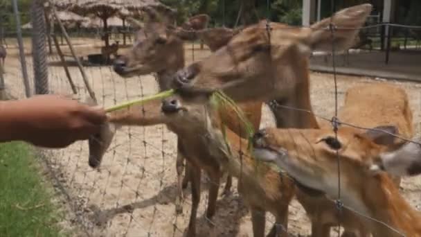 Alimentar Con Mano Grupo Ciervos Una Granja — Vídeo de stock