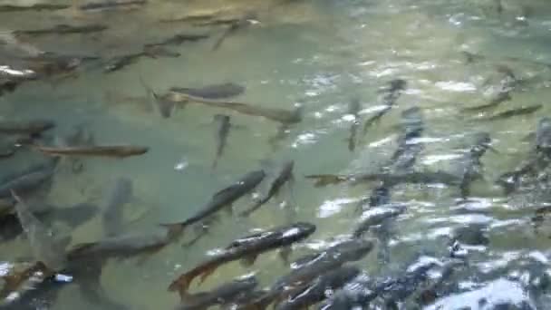 生活在泰国南托克Phlio国家公园瀑布中的鱼 — 图库视频影像