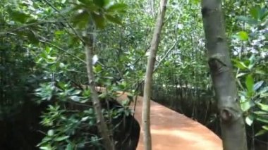 mangrov orman ağaçları Tayland