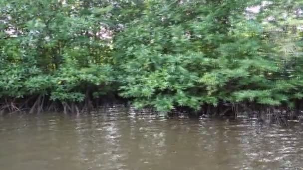 Mangrove Forest Bomen Thailand — Stockvideo