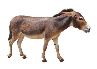 siyah bir arka plan üzerinde izole bir koyun