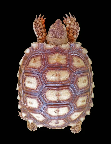 Skildpadde Isoleret Sort Baggrund - Stock-foto