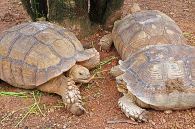 bir su ıspanak yeme kaplumbağa grubu