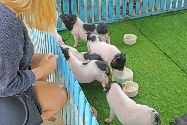 domuz grubuna süt besleyen bir el