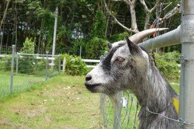 bir açık çiftlikte bir keçi