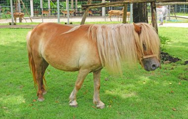 bir çiftlikte bir çim alanında küçük bir at
