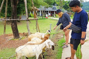 Chantaburi, Tayland 26 Temmuz 2019 : Napier otu veya koyun çiftliğinde fil otu ile keçi leri besleyen taylandlılar