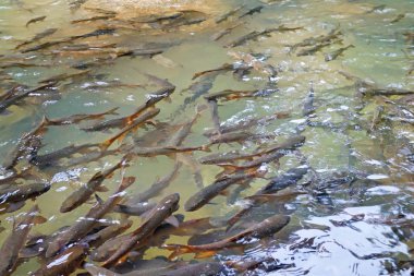 Mahseer Barb Balık Namtok Phlio Milli Parkı şelale, Chanthaburi , Tayland