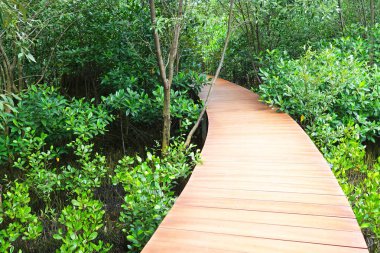 Chanthaburi Eyaleti,Tayland bulunan Mangrove Ormanı ile ahşap bir yürüyüş yolu