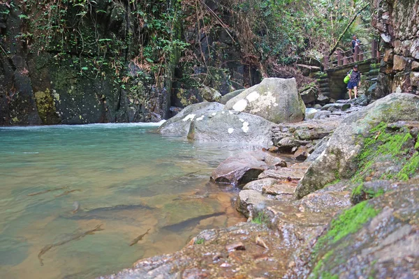ナムトクフリオ国立公園の滝 チャンタブリ タイのマーシールバーブフィッシュ — ストック写真