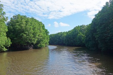 Chanthaburi Eyaleti'nde Mangrov Ormanı,Tayland