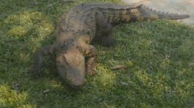 Timsah çimlerde sürünüyor..