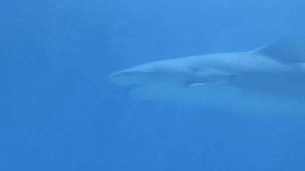 Trois Requins Nagent Dans Aquarium — Video