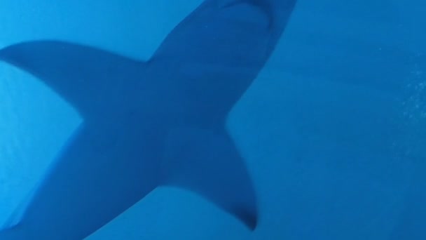 Tubarões Nadando Aquário — Vídeo de Stock