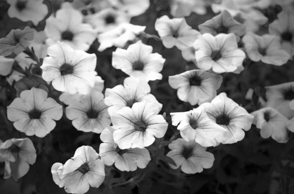 Jardim Flores Noite Preto Branco Tom Escuro — Fotografia de Stock