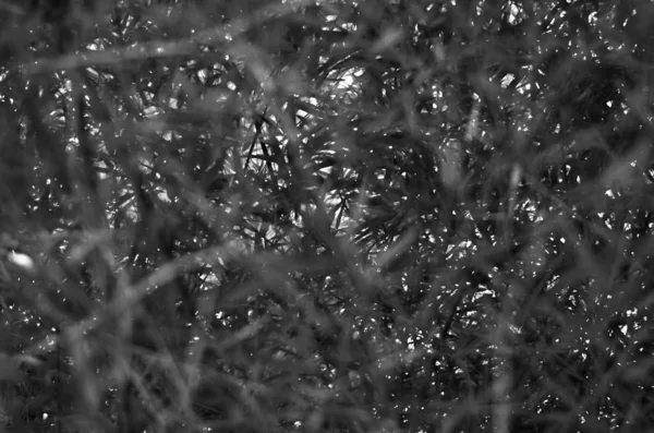 Aşırı büyümüş çimlerin tam kare görüntüsü. Siyah ve Beyaz. Koyu renk ve bulanık.