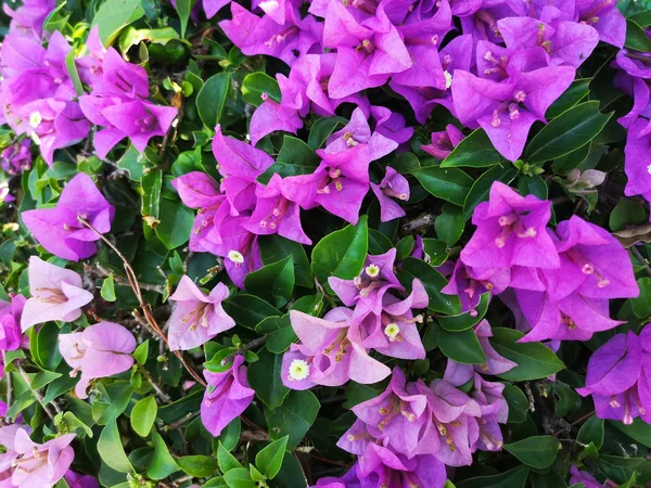 裏庭に紫色の花をセットします 庭園や敷地を飾るための開花植物 — ストック写真
