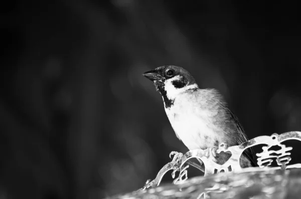 Immagine Bianco Nero Passero Appollaiato Oggetti Natura — Foto Stock