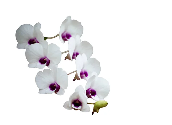 Orchideák Nyírási Útvonal Elszigetelt Fehér Alapon — Stock Fotó