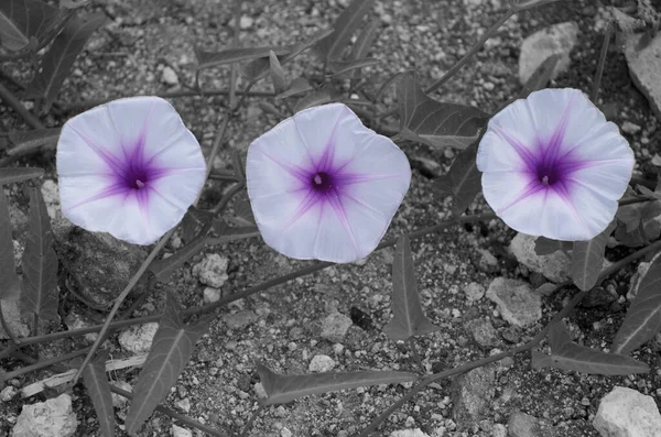 灰色の背景と質感に孤立した紫色の花 — ストック写真