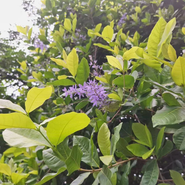Güzel Mor Çiçekler Taze Yeşil Yapraklar Arasında Çiçek açıyor Tropikal Bahçede