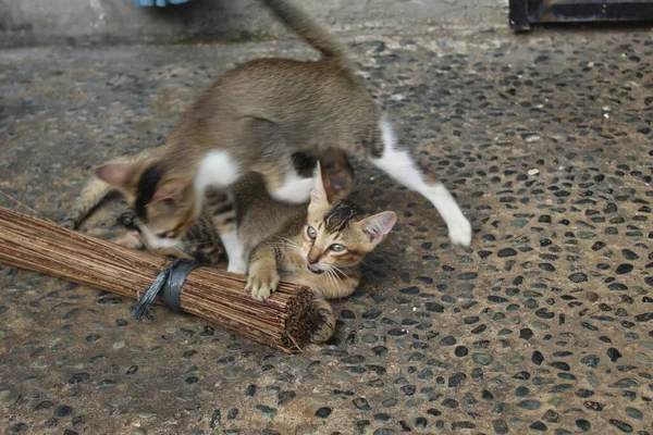 Kočky Hrají Dvorku Šedá Kočka Hraje Koštětem — Stock fotografie