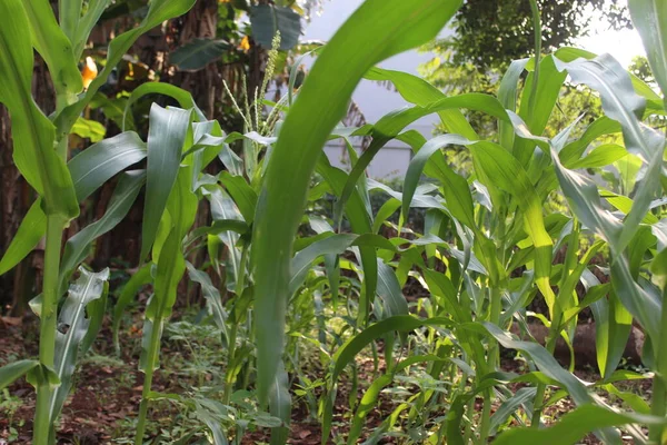 Corn Tree Flowers Begin Grow Fruit Lush Green Corn Trees — Stock Photo, Image