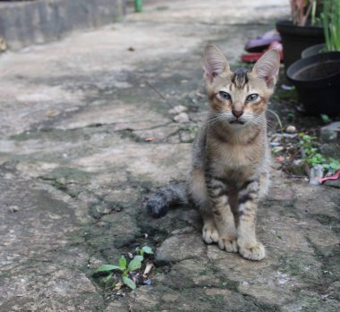 Endonezyalı yerel kedi yavrusu iş başında. Bahçede sevimli kedi yavruları var..