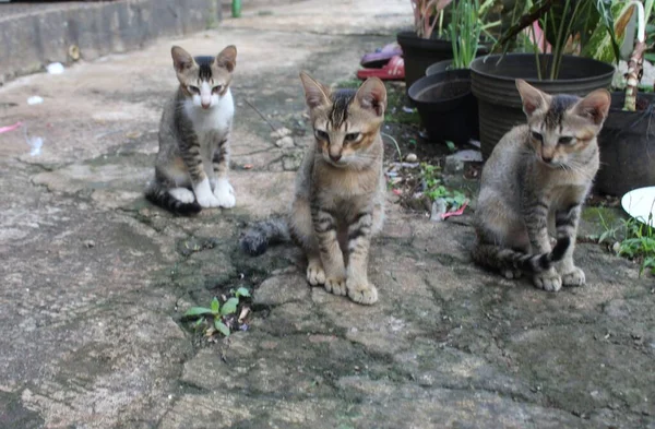 Indonesisch Lokaal Kitten Pose Het Kitten Actie Leuke Kittens Tuin — Stockfoto