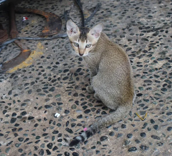 Indonesisch Lokaal Kitten Pose Het Kitten Actie Leuke Kittens Tuin — Stockfoto
